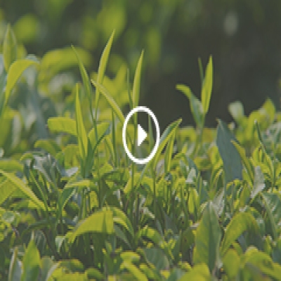 test.video